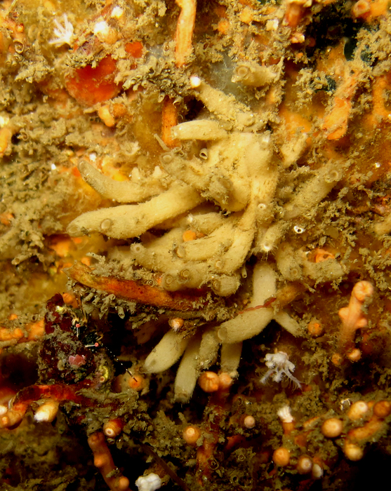 Specimen in vivo Specimen in vivo