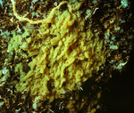 Oscarella microlobata