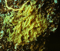 Porifera (sponges)