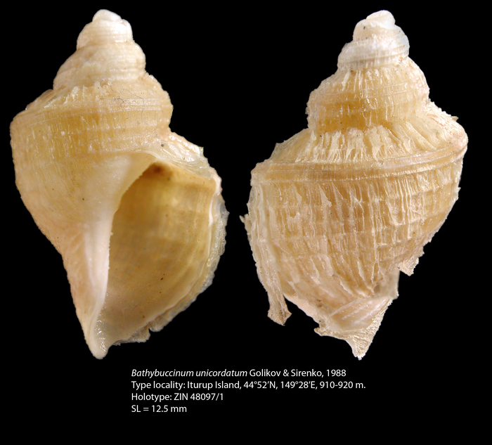 Bathybuccinum unicordatum Golikov & Sirenko, 1988. Holotype