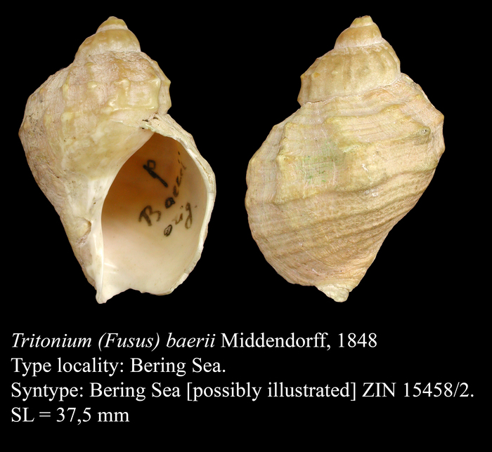 Tritonium (Fusus) baerii Middendorff, 1848. Syntype Tritonium (Fusus) baerii Middendorff, 1848. Syntype