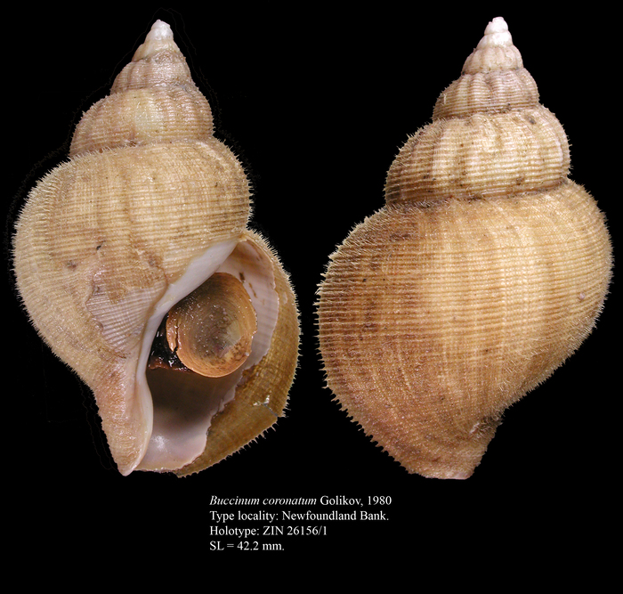 Buccinum coronatum Golikov, 1980 Buccinum coronatum Golikov, 1980