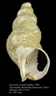 Buccinum costatum Golikov, 1980. Holotype