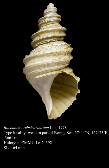 Buccinum crebricarinatum Lus, 1978. Holotype Buccinum crebricarinatum Lus, 1978. Holotype