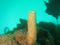 Porifera (sponges)