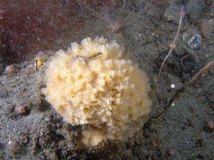 Biemna chilensis at the Chilean fjords