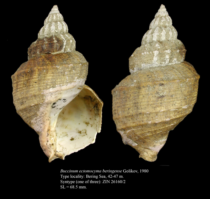 Buccinum ectomocyma beringense Golikov, 1980. Syntype Buccinum ectomocyma beringense Golikov, 1980. Syntype