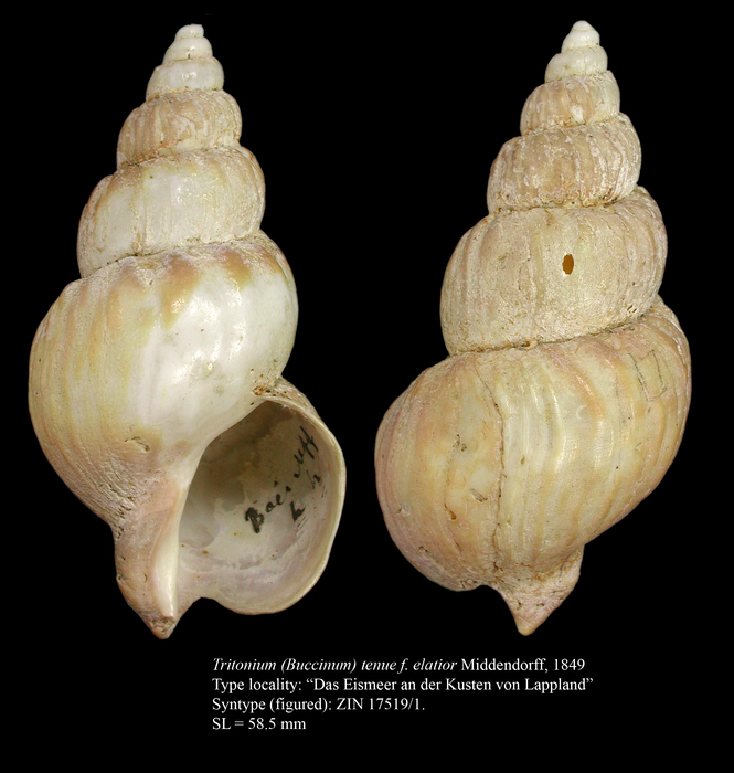 Tritonium (Buccinum) tenue f. elatior Middendorff, 1849