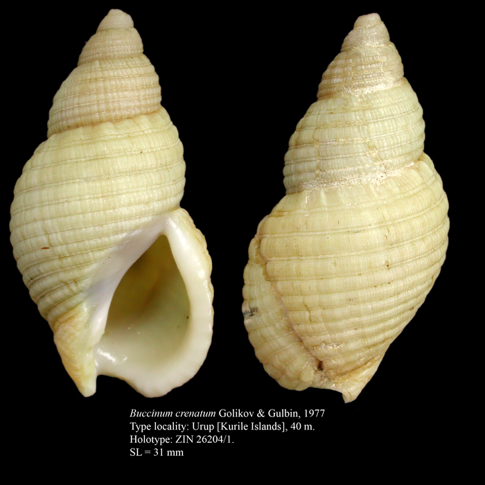 Buccinum crenatum Golikov & Gulbin, 1977. Holotype Buccinum crenatum Golikov & Gulbin, 1977. Holotype