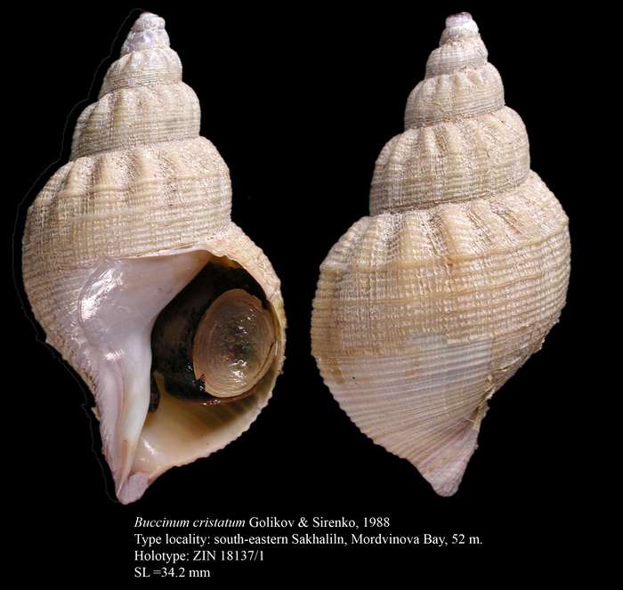 Buccinum cristatum Golikov & Sirenko, 1988. Holotype Buccinum cristatum Golikov & Sirenko, 1988. Holotype