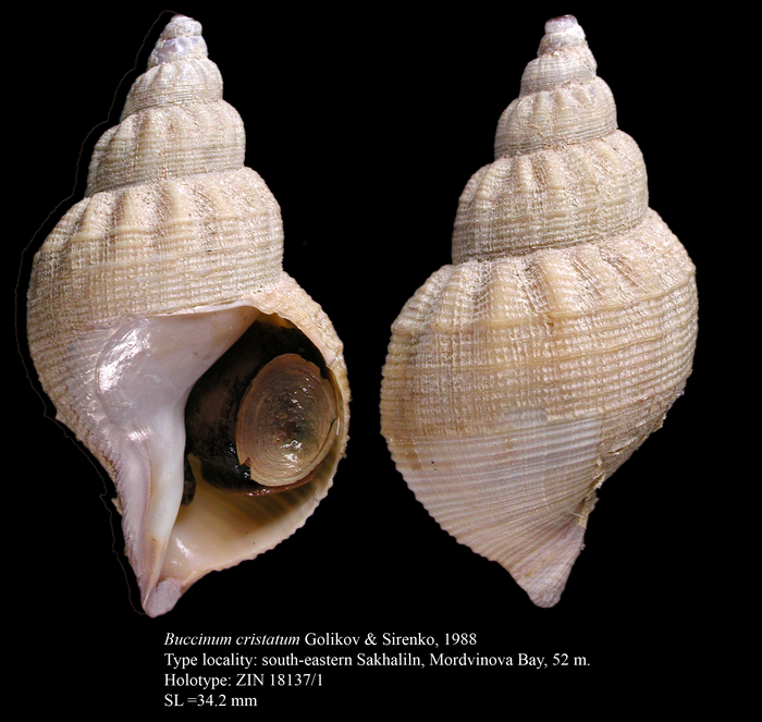 Buccinum cristatum Golikov & Sirenko, 1988. Holotype