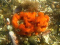 Porifera (sponges)