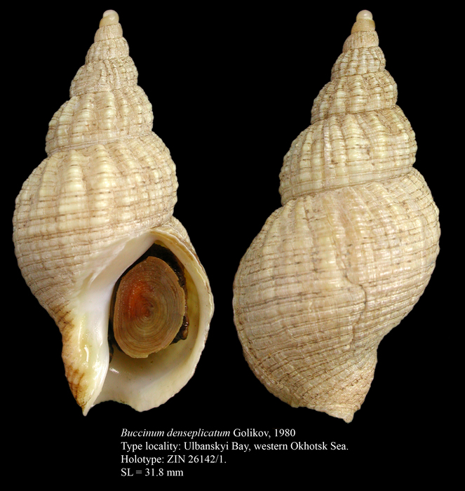Buccinum denseplicatum Golikov, 1980. Holotype Buccinum denseplicatum Golikov, 1980. Holotype