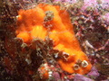 Porifera (sponges)