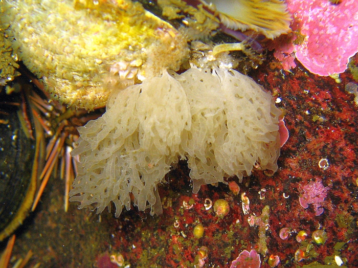 Clathrina ramosa holotype at the Chilean fjords