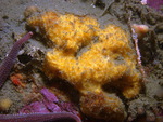 Halicnemia papillosa at the Chilean fjords (250 km away from type locality)