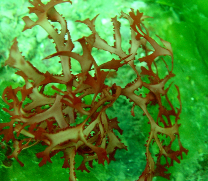 Fauchea repens Fauchea repens