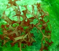 Rhodophyta (red algae)