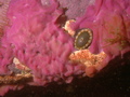 Porifera (sponges)