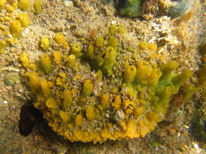 Hymeniacidon perlevis at San Antonio Oeste (Rio Negro, Argentina)