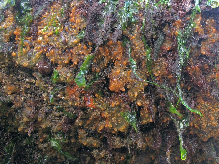 Hymeniacidon perlevis at Wimereux (Pas-de-Calais, France)