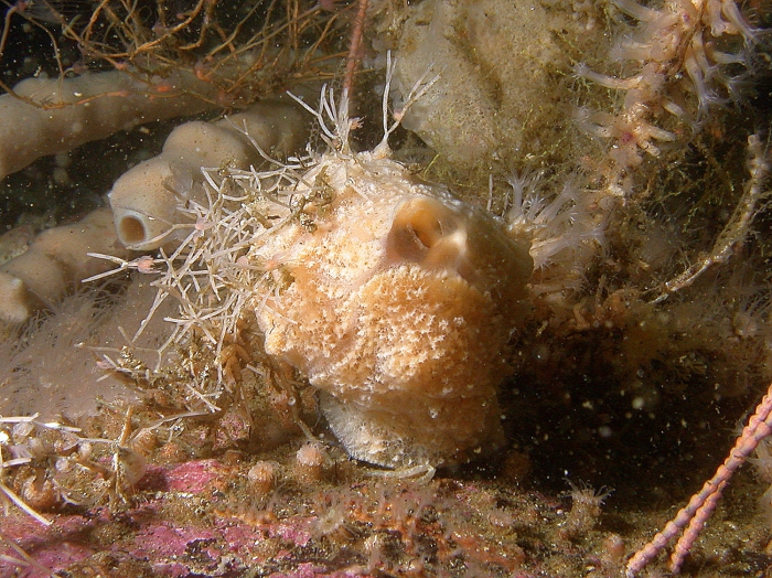 Iophon proximum in the Chilean fjords