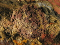 Porifera (sponges)