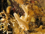 Leucettusa nuda in Canal Frödden (Chilean fjords)