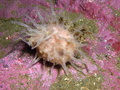 Porifera (sponges)