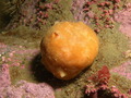 Porifera (sponges)