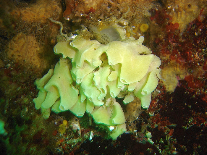 Sycettusa chilensis, holotype at Central N Chile