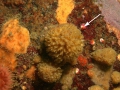 Porifera (sponges)