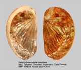 Haliotis tuberculata lamellosa