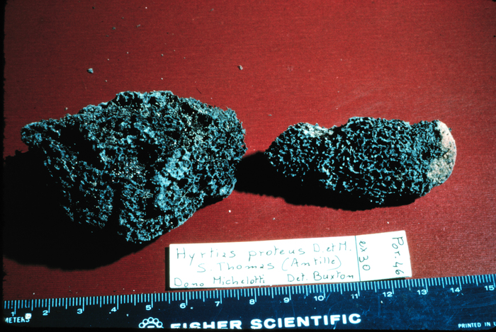 Hyrtios proteus Duchassaing &amp; Michelotti, 1864