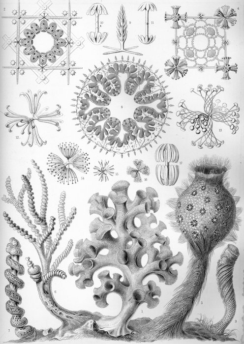 Hexactinellida Haeckel