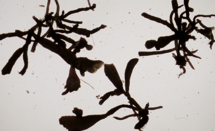 Gelidium pusillum var. pulvinatum Gelidium pusillum var. pulvinatum