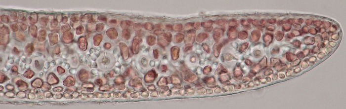Gelidium pusillum var. pulvinatum Gelidium pusillum var. pulvinatum