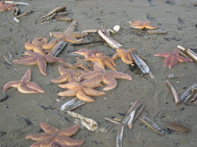 zeester Asteria rubens zeester Asteria rubens
