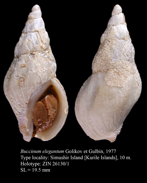 Buccinum elegantum Golikov & Gulbin, 1977. Holotype Buccinum elegantum Golikov & Gulbin, 1977. Holotype