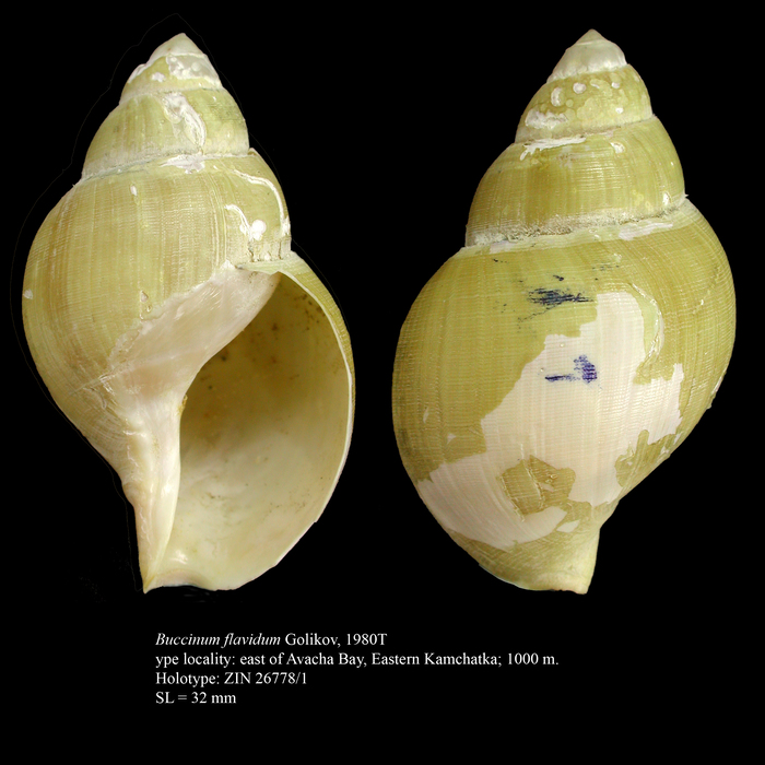 Buccinum flavidum Golikov, 1980. Holotype Buccinum flavidum Golikov, 1980. Holotype