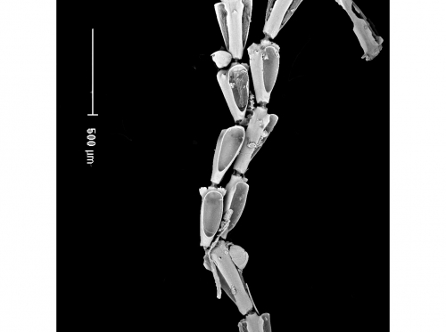 Synnotum aegyptiacum