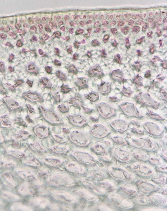 Gelidium corneum Gelidium corneum