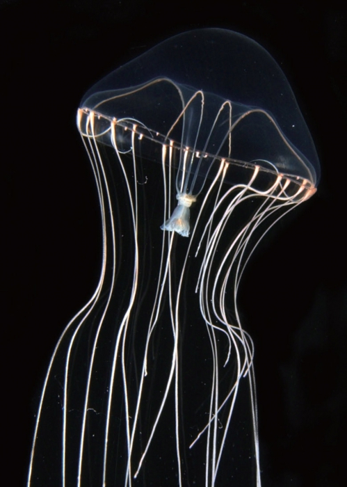 Tima nigroannulata from Calder et al. (2021) Tima nigroannulata from Calder et al. (2021)