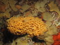 Porifera (sponges)