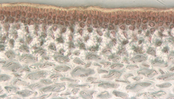 Gelidium corneum Gelidium corneum