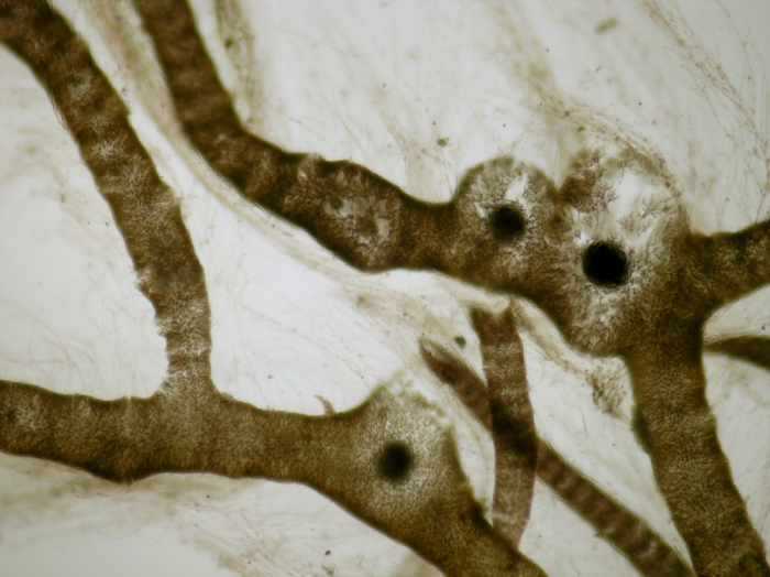 Gloiosiphonia capillaris Gloiosiphonia capillaris