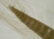 Gloiosiphonia capillaris