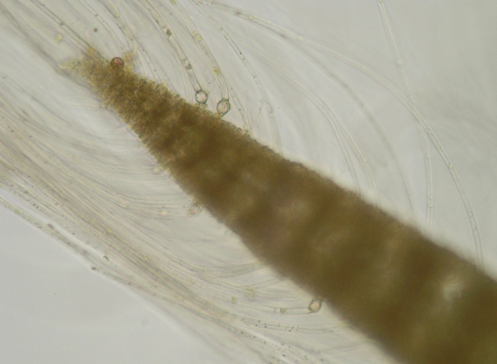 Gloiosiphonia capillaris Gloiosiphonia capillaris