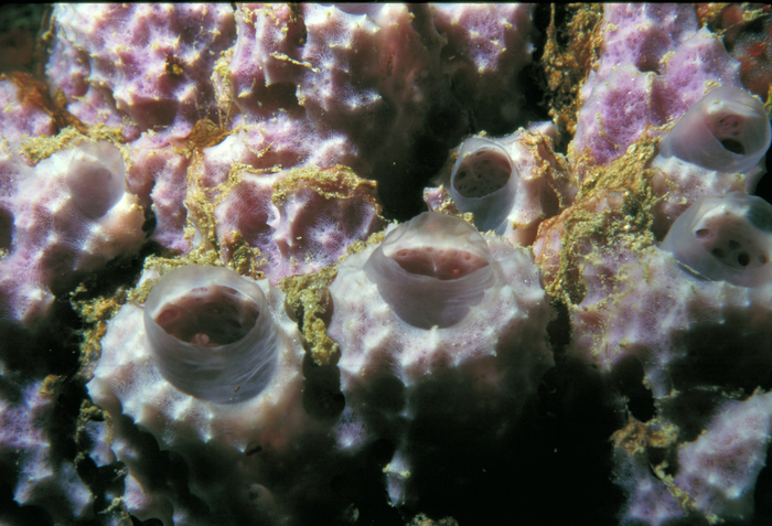 Dysidea lehnerti in situ in Curaçao reef