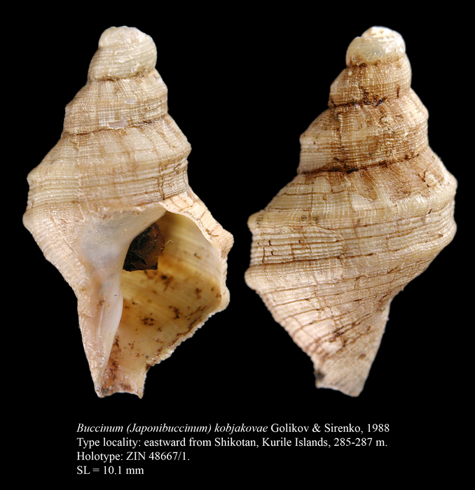 Buccinum kobjakovae Golikov & Sirenko, 1988. Holotype Buccinum kobjakovae Golikov & Sirenko, 1988. Holotype